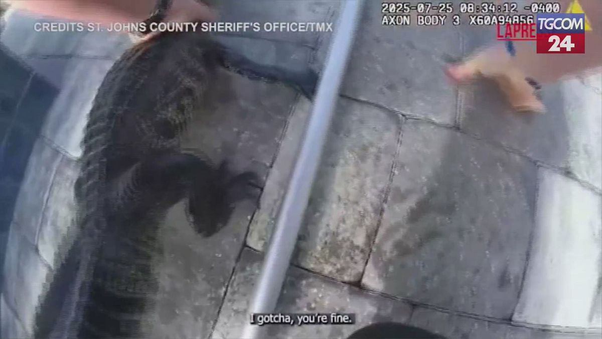 florida c 232 un alligatore in piscina vice sceriffo lo cattura a mani nude