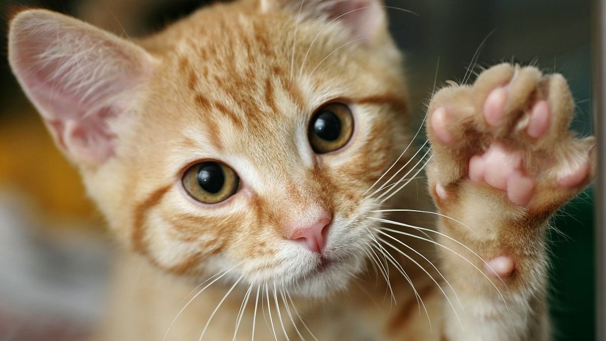 inchiesta shock della bbc una rete globale condivide online video di gatti torturati