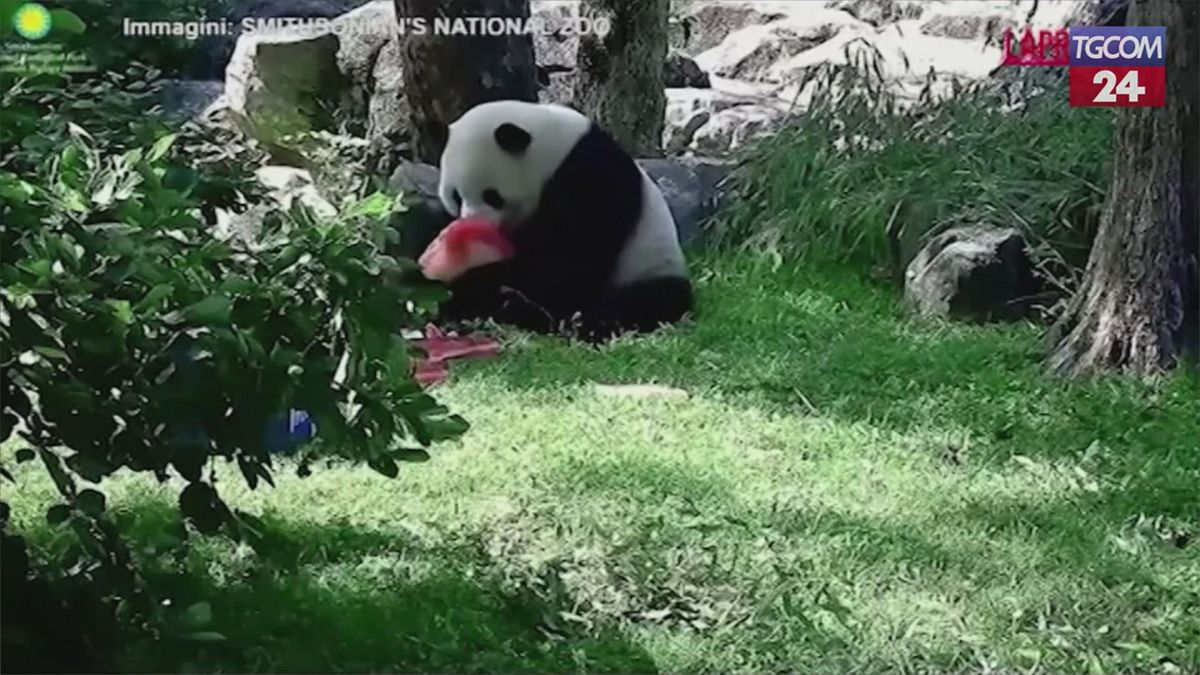 Panda bao onları dört çeviriyor