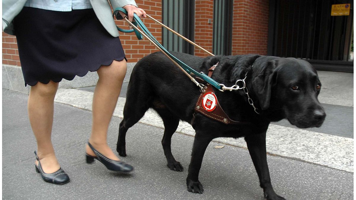 Pescara, tassista nega corsa a non vedente con cane guida: "Non voglio animali sull