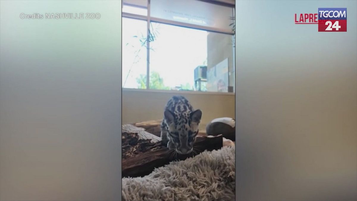 Nashville, Nebuloso Leopard Puppy Hayvanat Bahçesi'nde doğdu: İlk Adımlar
