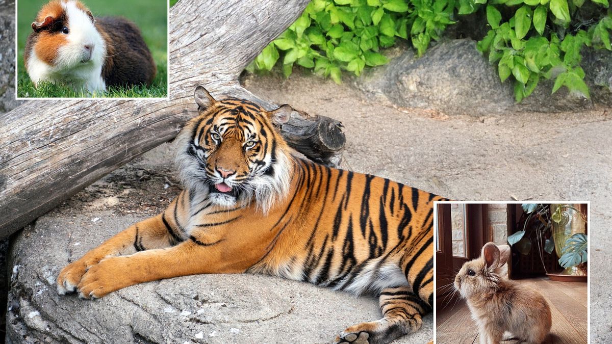 uno zoo danese chiede animali domestici anziani per nutrire tigri e leoni esplode la polemica
