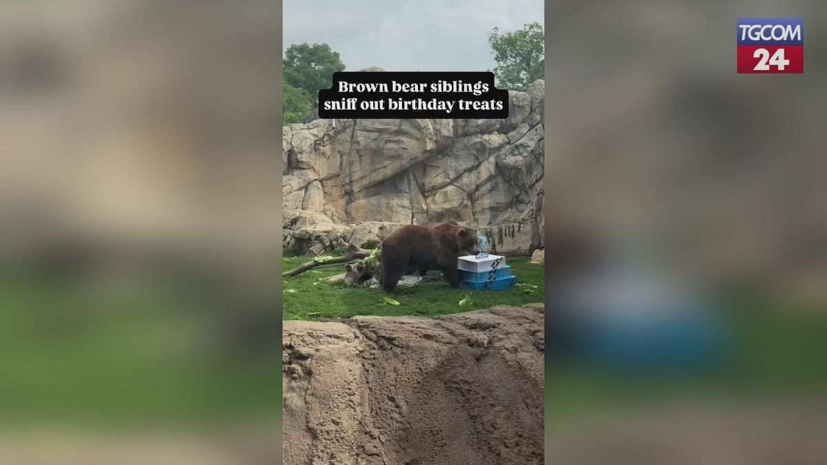 Böylece iki ayı gizli “tatlılar” bulur