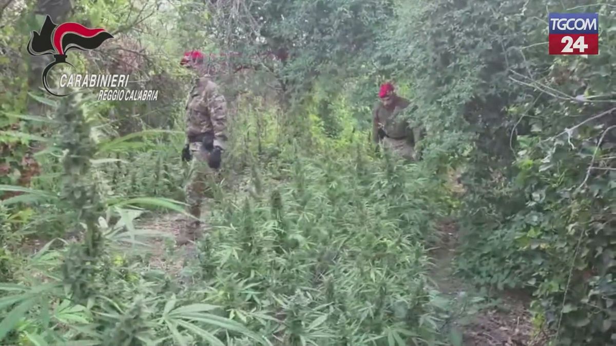 reggio calabria scoperta una piantagione di marijuana 2 arresti