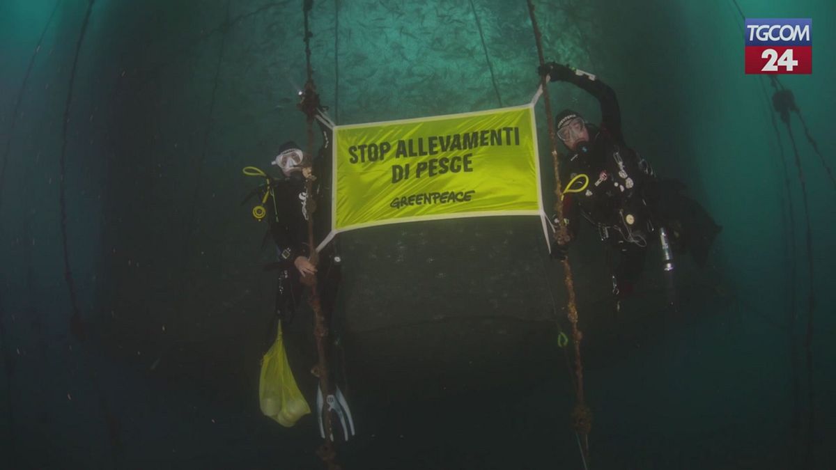 greenpeace lancia l allarme sugli allevamenti di tonno rosso si rischia collasso della specie