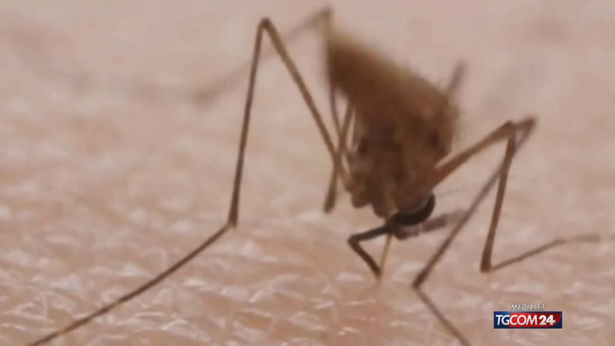 west nile ammalata nel 2023 e guarita due anni da incubo