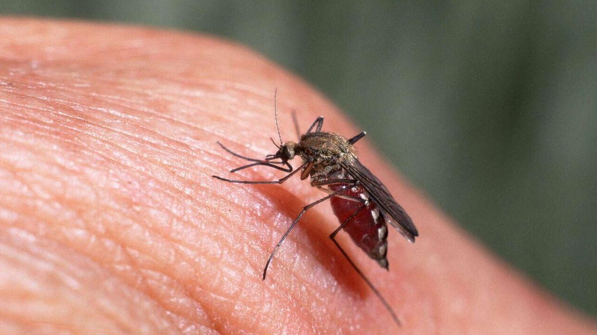 west nile sesta vittima nel lazio 232 una donna di 83 anni