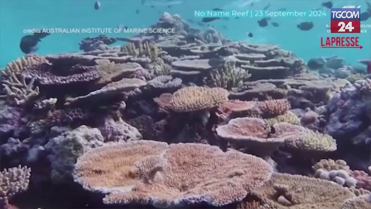 australia la grande barriera corallina ha subito la perdita pi249 importante degli ultimi 40 anni