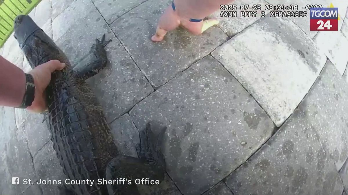 florida alligatore in piscina agente lo cattura a mani nude