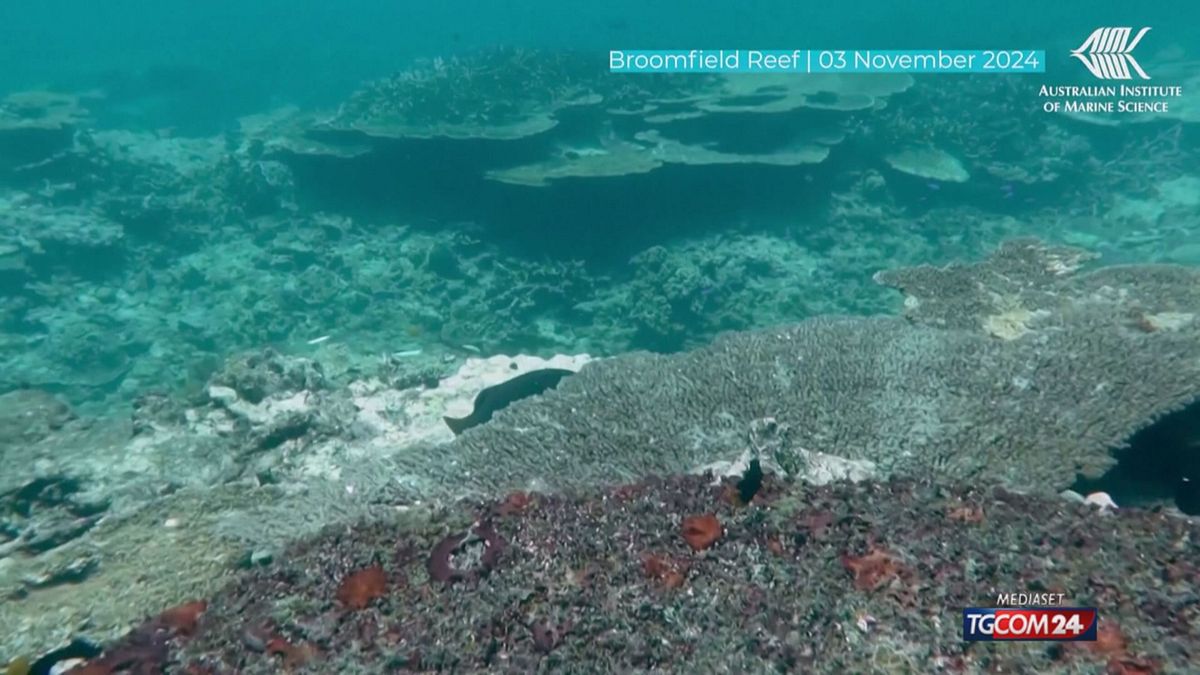 Australia, per la grande barriera corallina la perdita più grave degli ultimi 40 anni