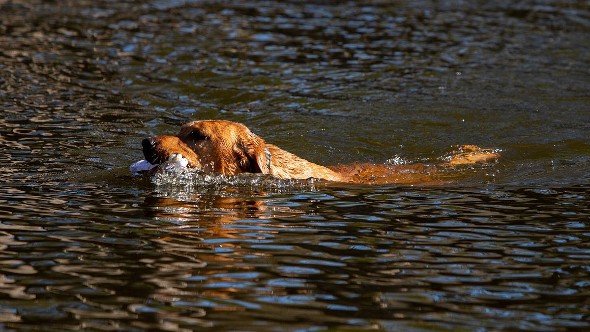 Salva il cane caduto nel Po