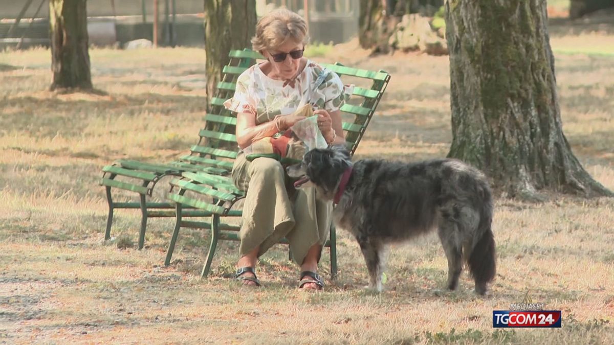 piacenza veterinari aggrediti8230 ma non dai cani