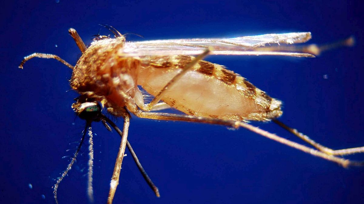 west nile ottava vittima nel casertano muore un 83enne di capua prima vittima in lombardia