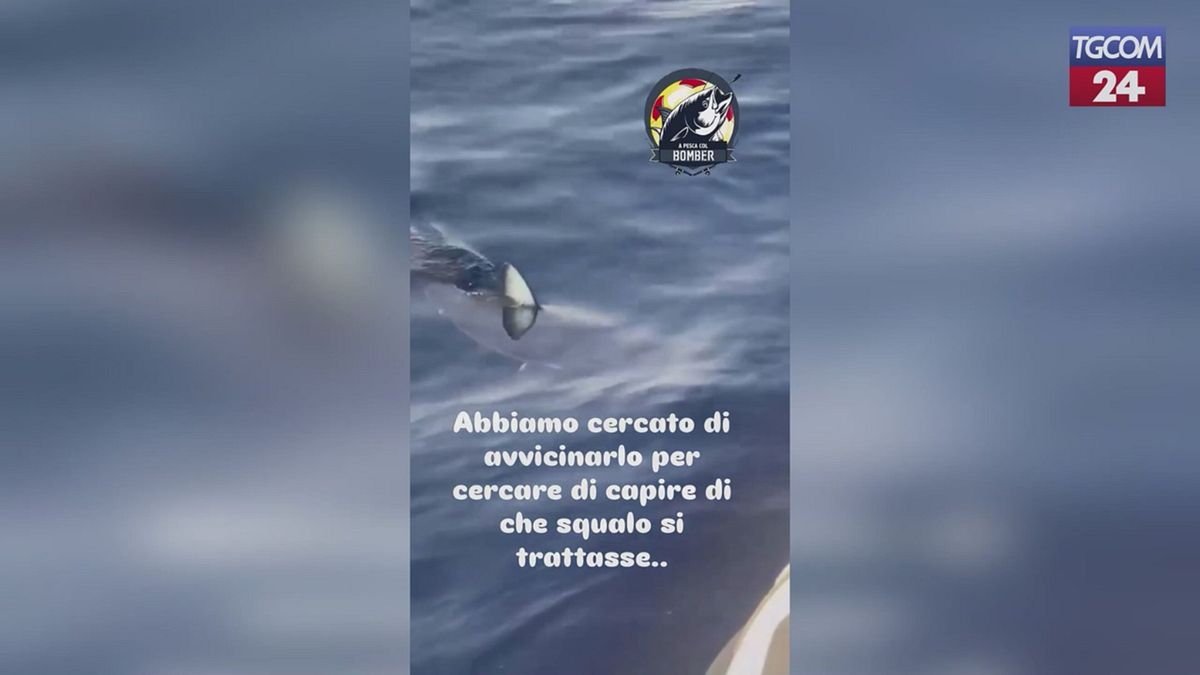 vanno a pesca di tonni ma abbocca uno squalo sorpresa in salento