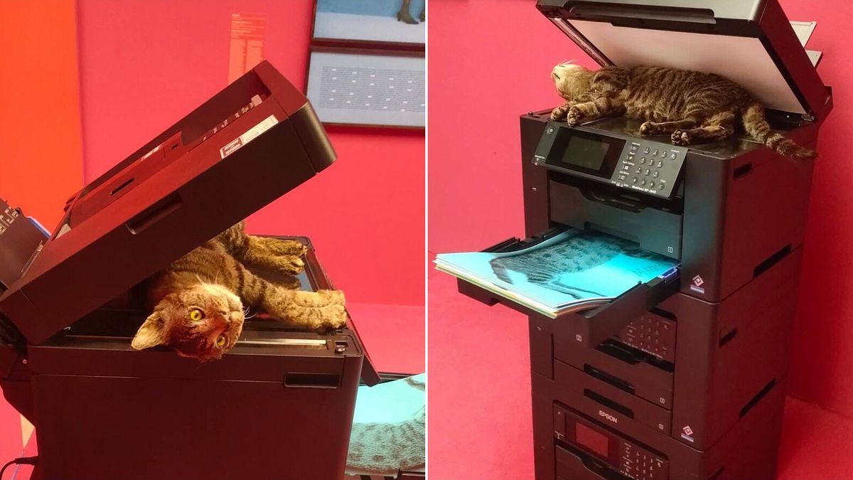 bologna esposta opera con un gatto impagliato proteste della lav