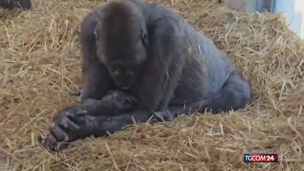 zoosafari di fasano nasce il primo gorilla italiano dopo 50 anni