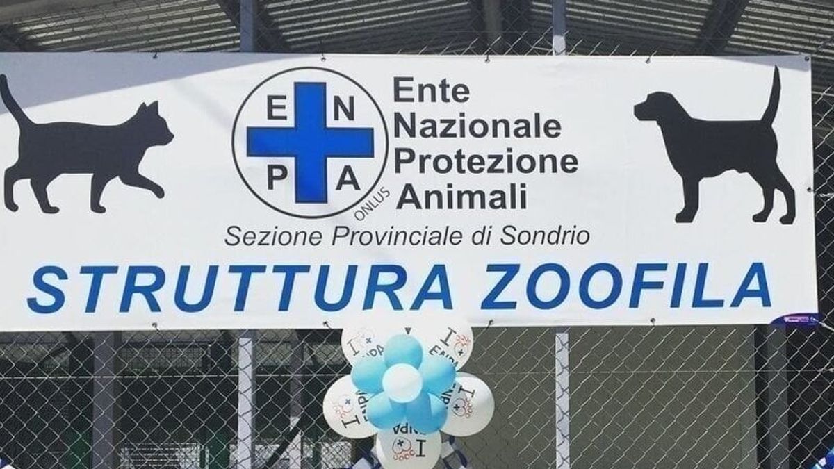 sondrio per la vicina c 232 troppo rumore canile condannato a ridurre i cani ma ad agosto 232 complicato