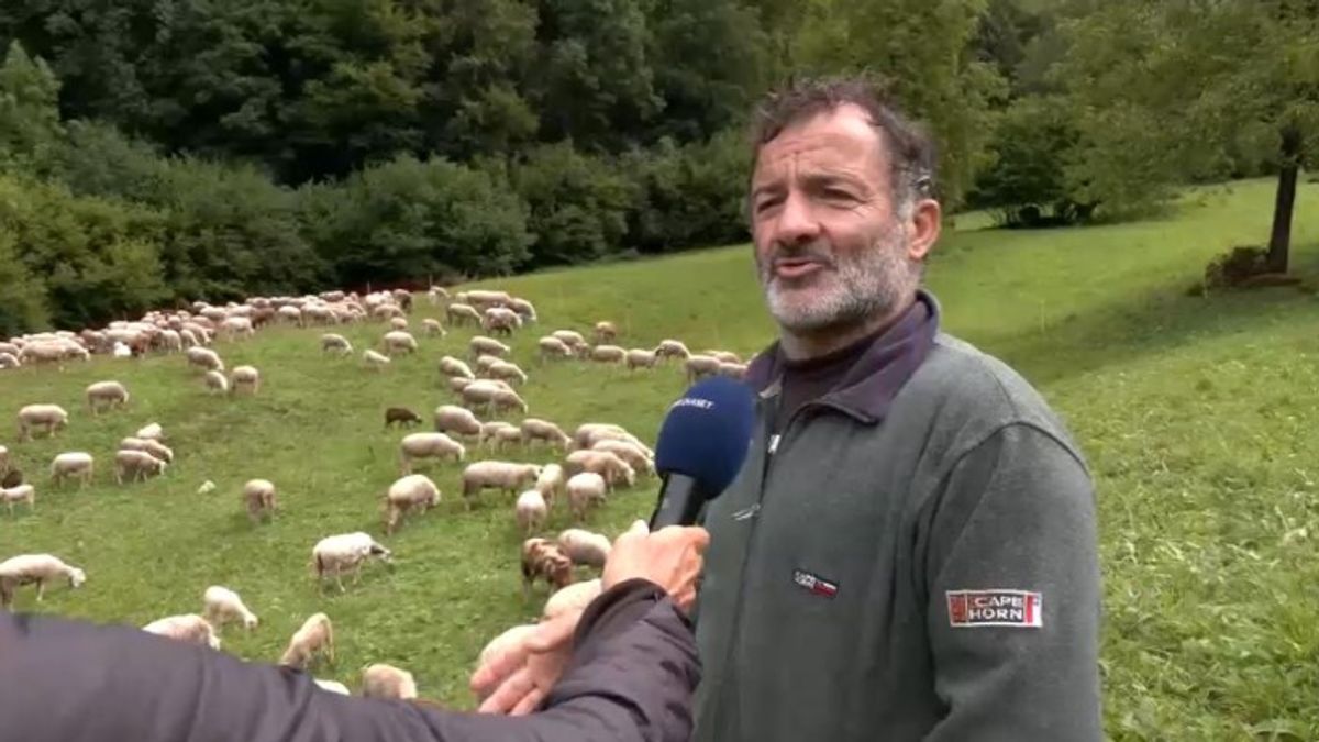 Orsi in Val di Fumo, il racconto di un pastore: "Mi hanno ucciso almeno 30 pecore"