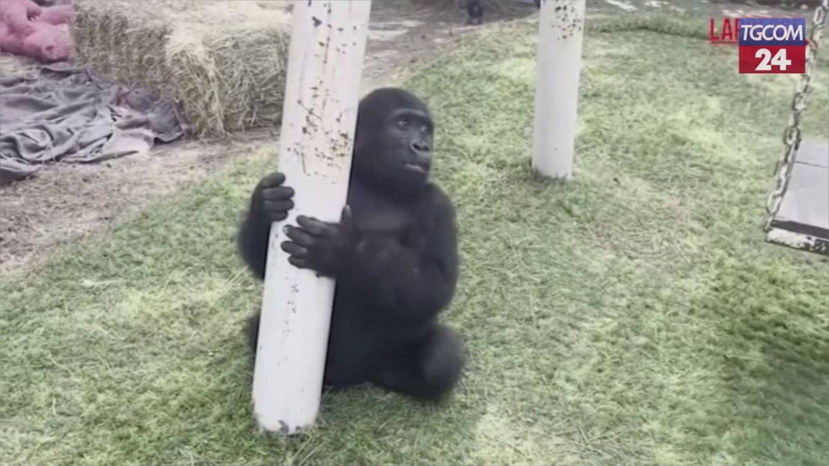 Salvato dalla stiva di un aereo, ecco come ha recuperato il giovane gorilla