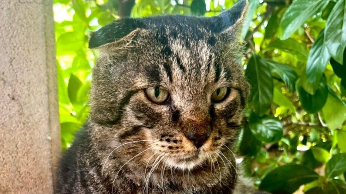 Livorno, bir kurt tarafından saldırıya uğrayan kedi ölü için verildi: geri