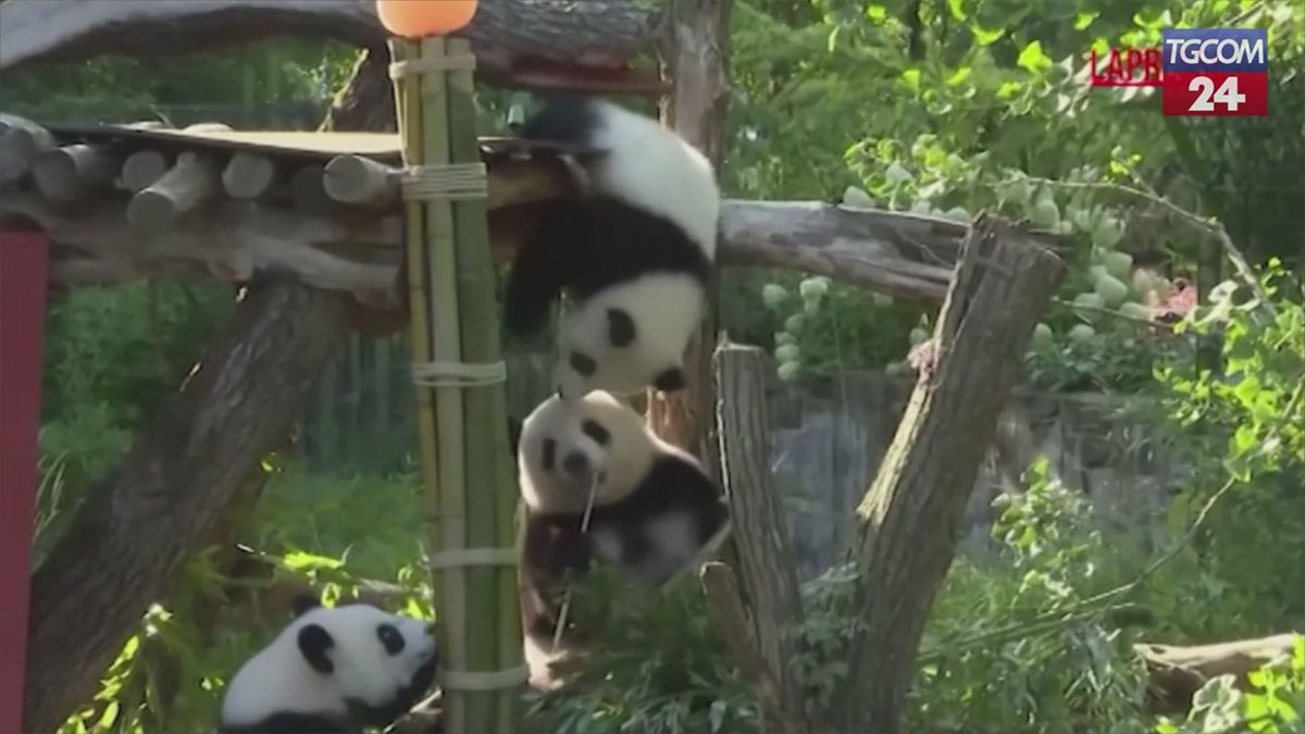 Panda Leni ve Lotti Puppies bir yıl dönüyor