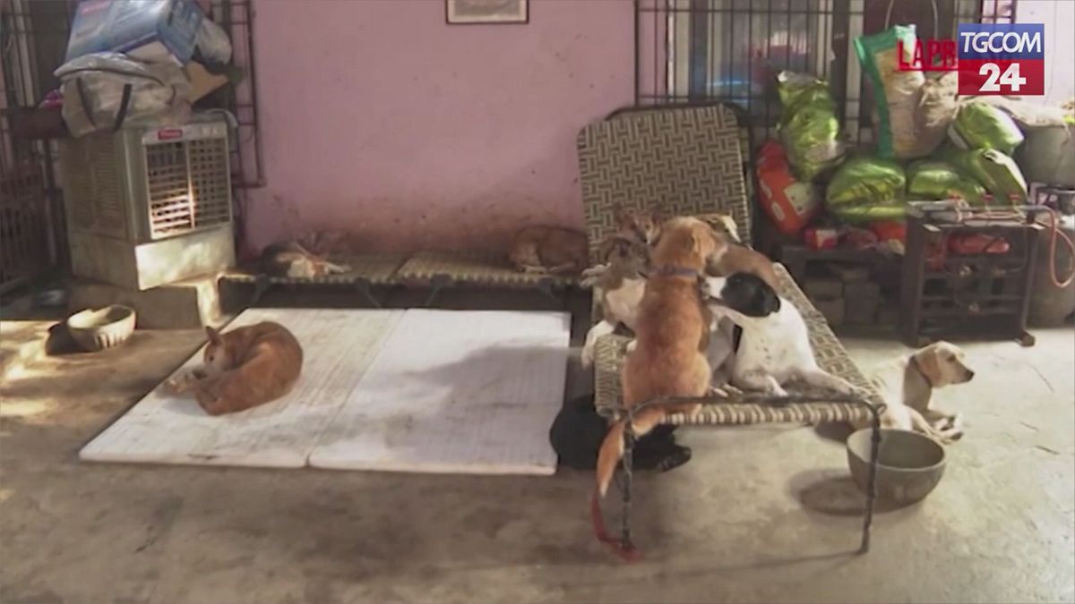 India, ordinato il rilascio dei cani randagi rimossi dalle strade di New Delhi