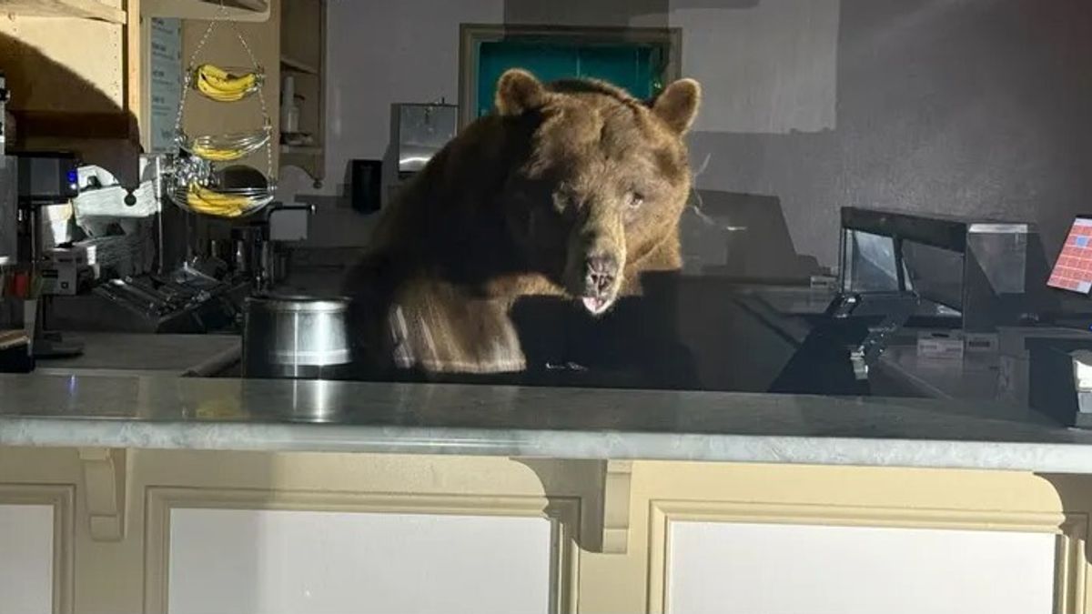 Usa, un orso fa irruzione in una gelateria e si innamora del gusto fragola