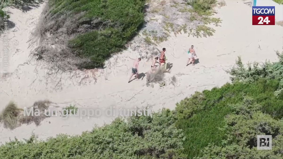 porto cesareo turismo selvaggio immortalato dalle telecamere di legambiente