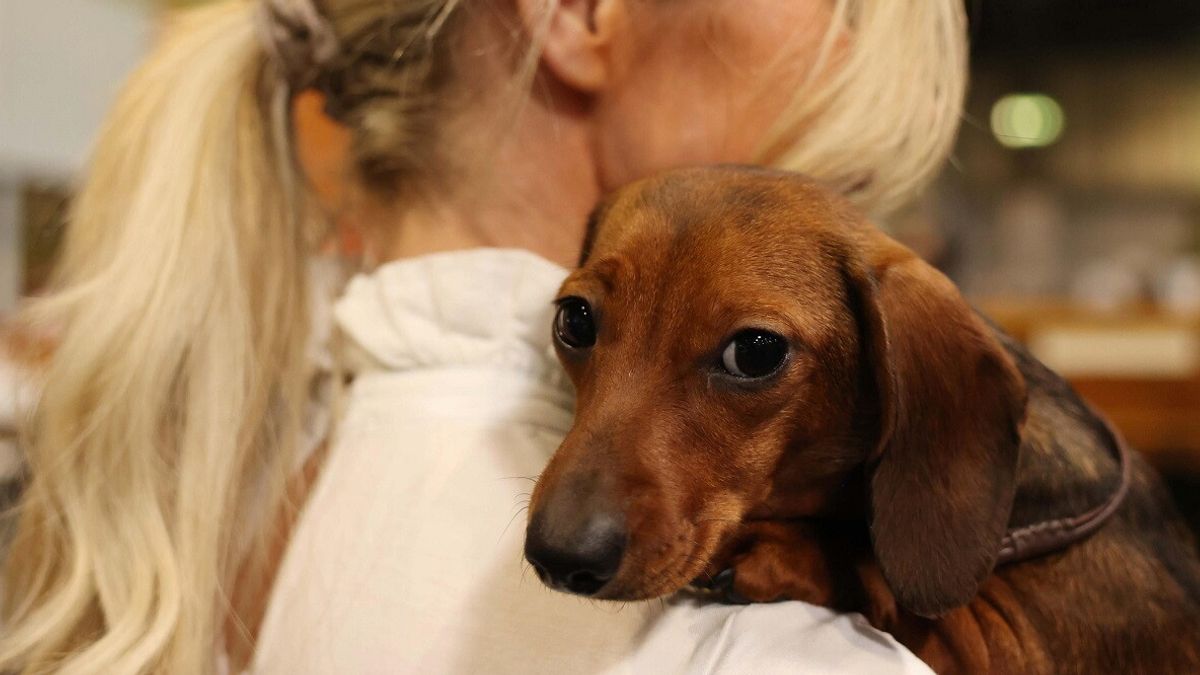 Dünya Köpek Günü: Onunla nasıl bakacağınızı öğrenin