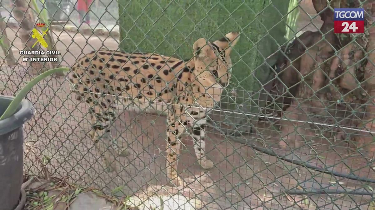 spagna in casa uno zoo clandestino con oltre 150 animali di 56 specie indagati