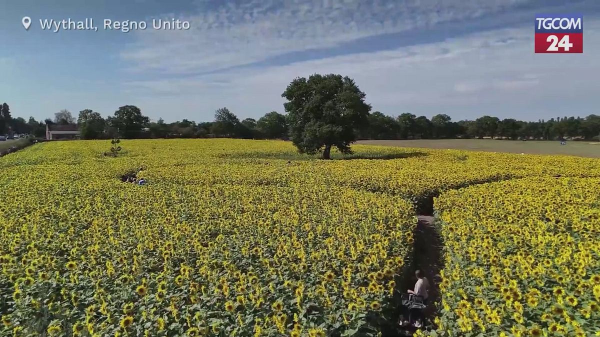 regno unito girasoli in fiore a wythall in tanti nei campi