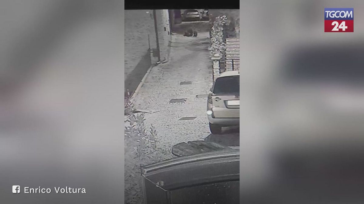 Abruzzo, üç yavru bulunan bir ayı, makbuzun sokaklarında yürüyor