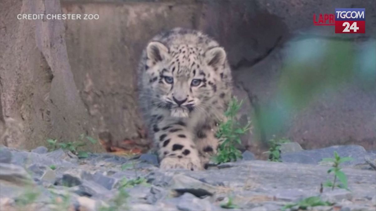 Bir kar leopar yavrunun ilk adımları
