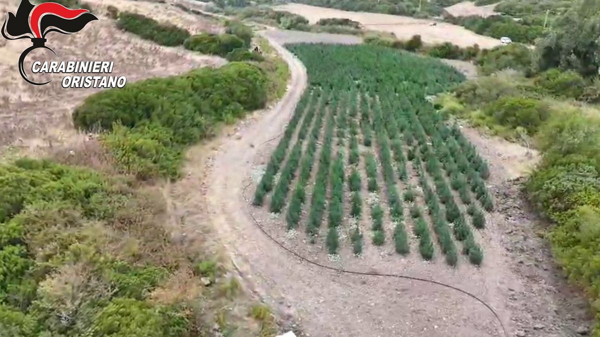 villaurbana oristano sequestrate oltre 4500 piante di marijuana e quasi 300 kg di cannabis 8 arresti