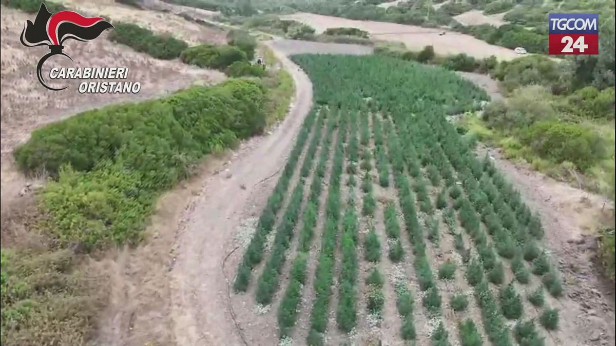 oristano scoperta coltivazione di marijuana otto arresti