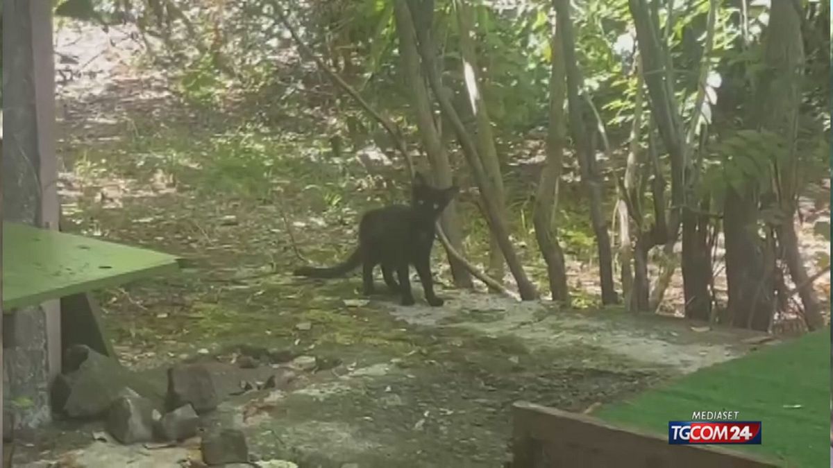 Leoncavallo, i gatti mettono a rischio il trasferimento a Corvetto