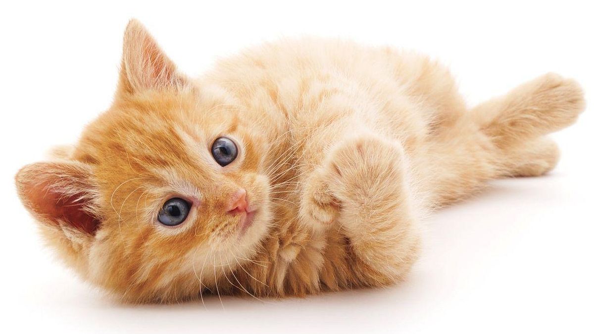 Gattini appena nati gettati tra i rifiuti: donna denunciata per maltrattamento di animali
