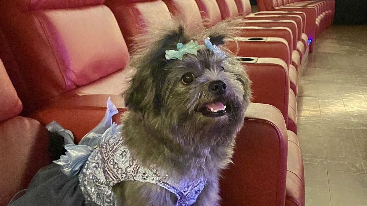 Bir Köpek Günü öğleden sonra .. sinemada, “köpek dostu” odaların patlaması