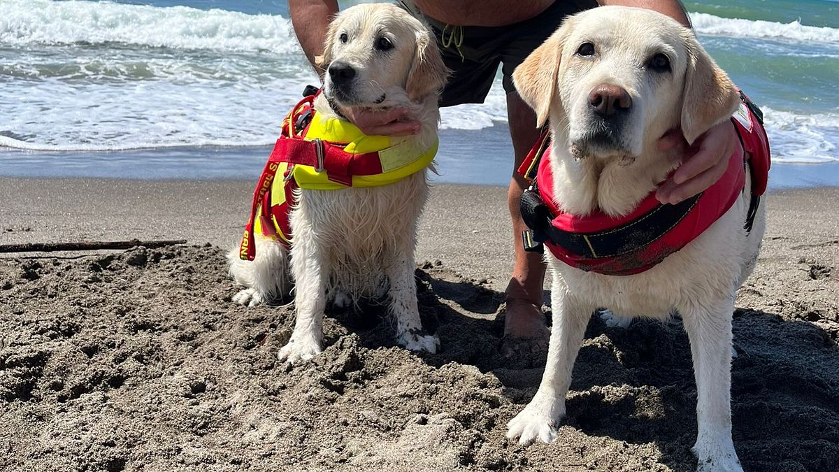 Viterbo, cani bagnino salvano un 59enne che stava annegando