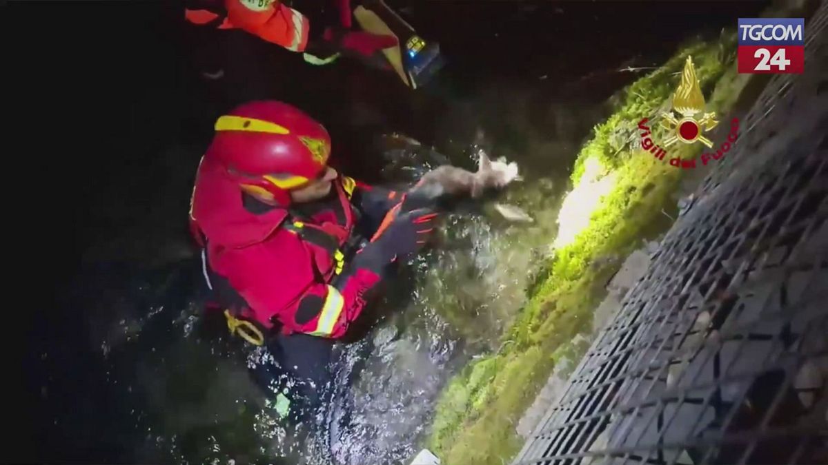 Pordenone, il micio resta bloccato in una tubatura: salvato dai vigili del fuoco