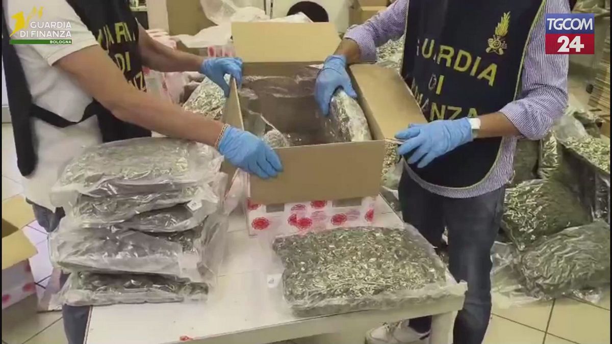 Bologna, sequestrati 500 kg di fluorescenze di canapa
