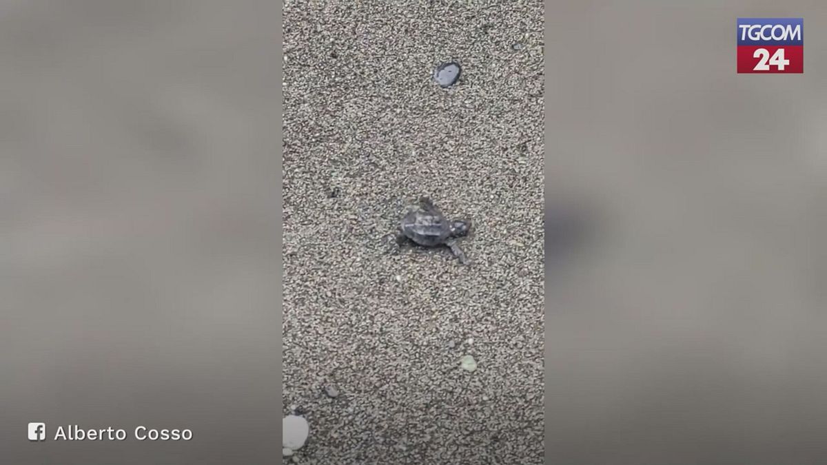 63 Caretta Caretta Turtles Denize Ulaşın