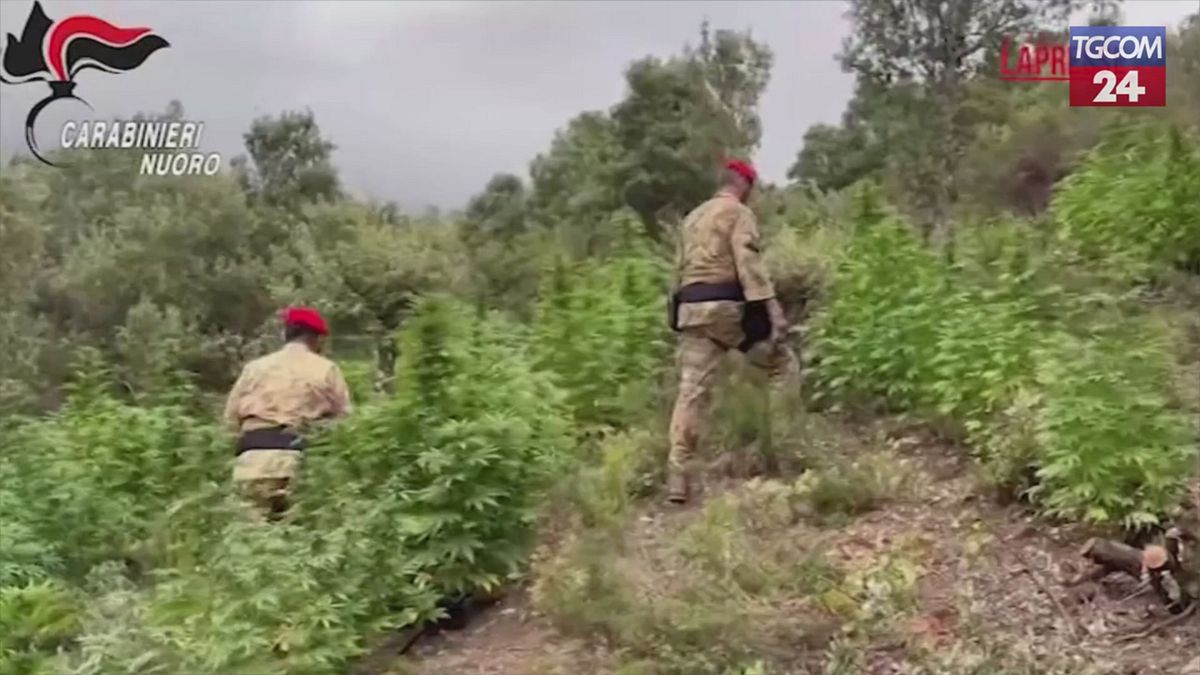 nuoro scoperta piantagione di cannabis arrestato 20enne