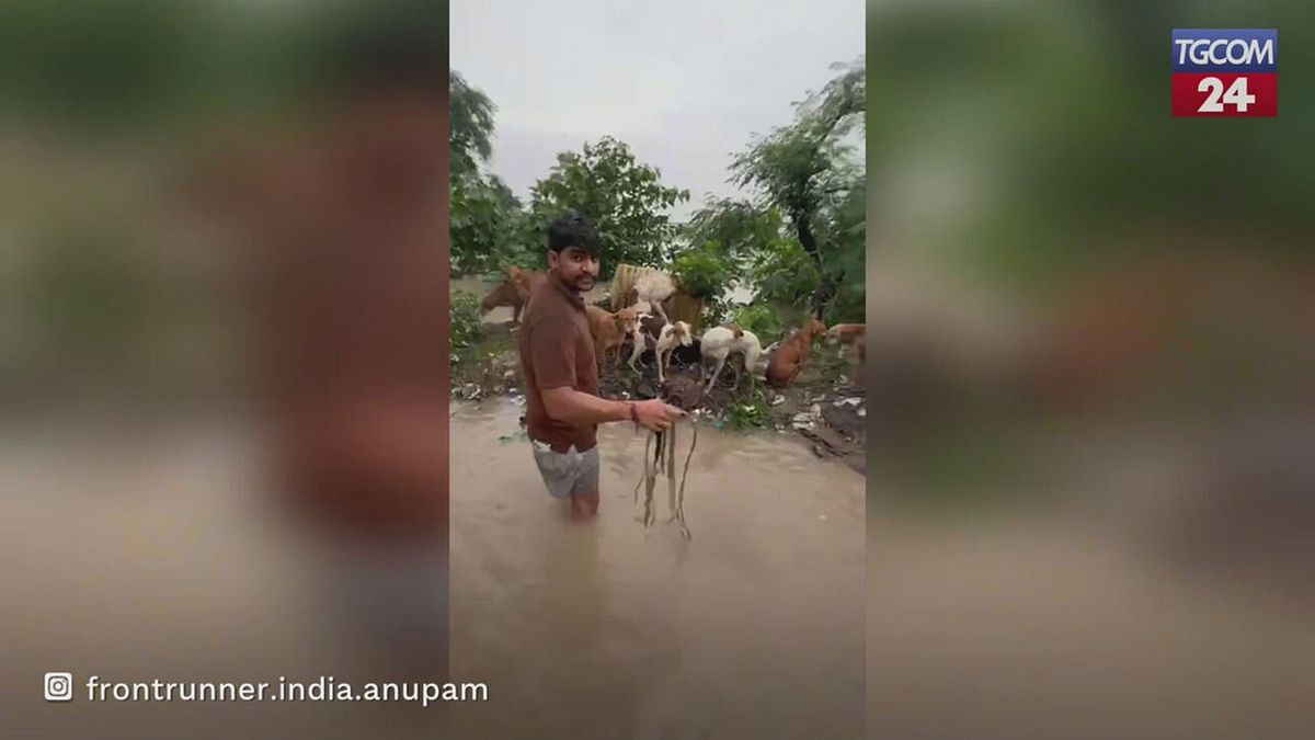 India, ondata di maltempo: decine di cani in pericolo