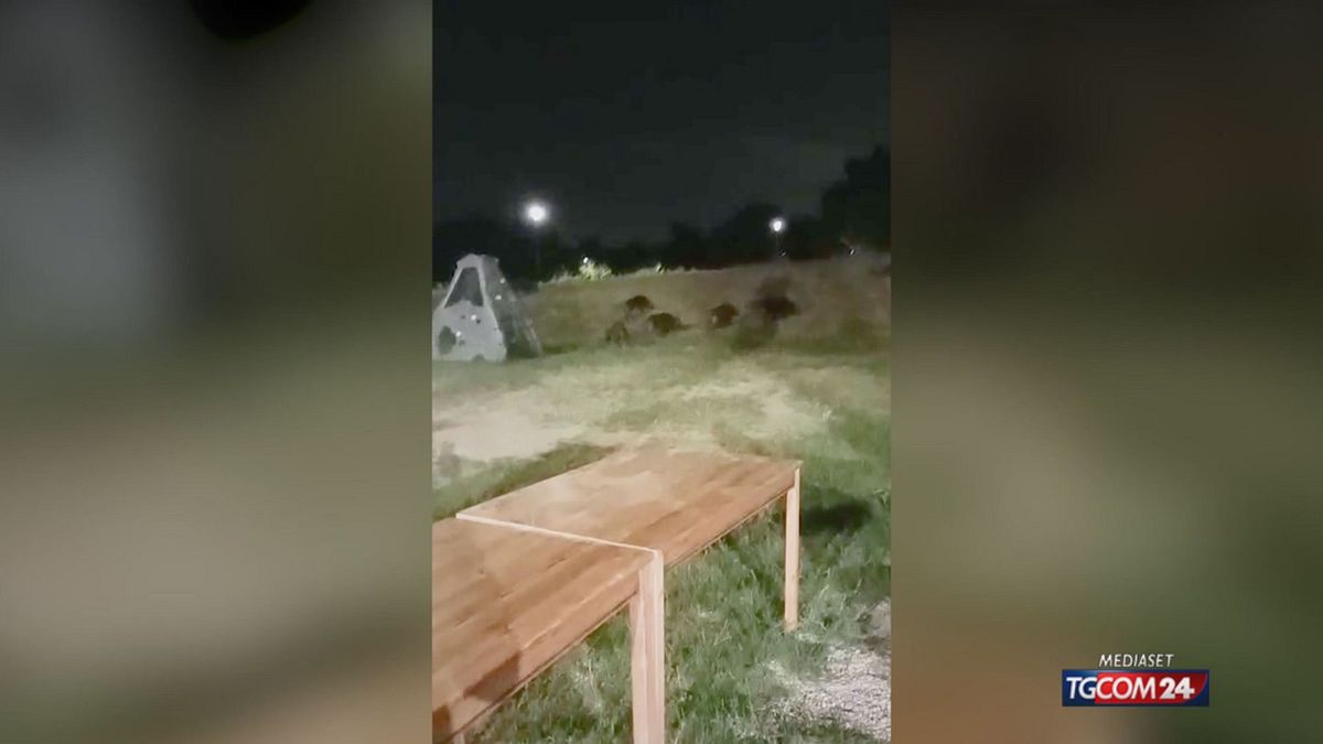 Invasione di cinghiali a Torino: è scontro sull