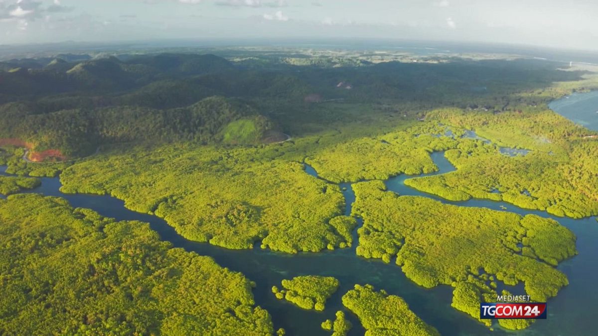 amazzonia deforestazione senza fine l allarme del wwf