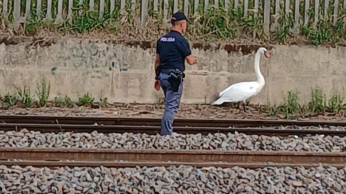 Mantua, Demiryolu Polisi pistlerde çökmüş bir kuğu kurtardı