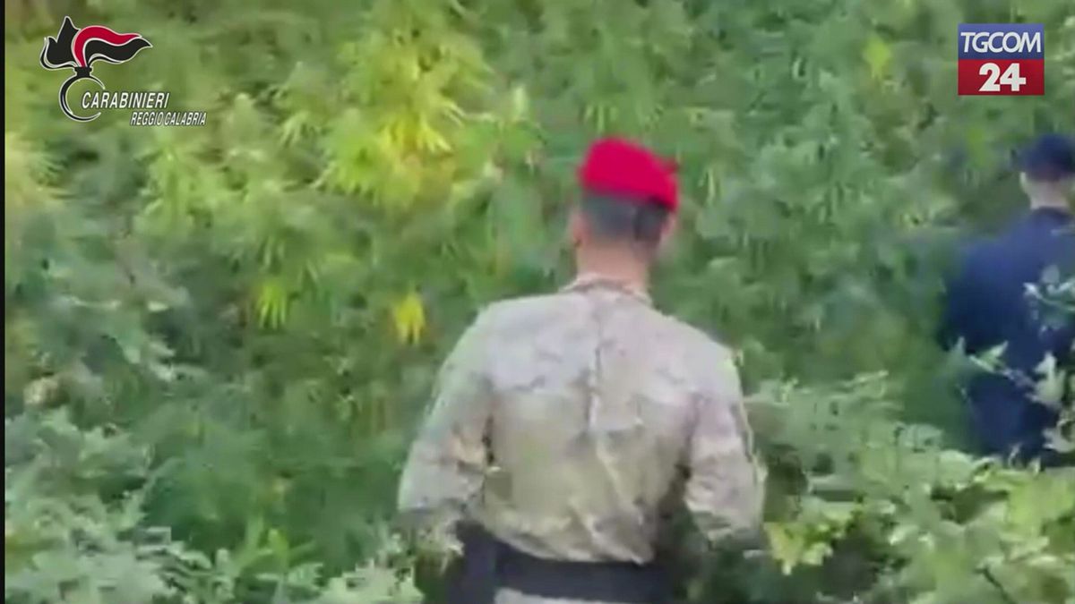 Aspromonte, scoperta una piantagione di marijuana nel Reggino