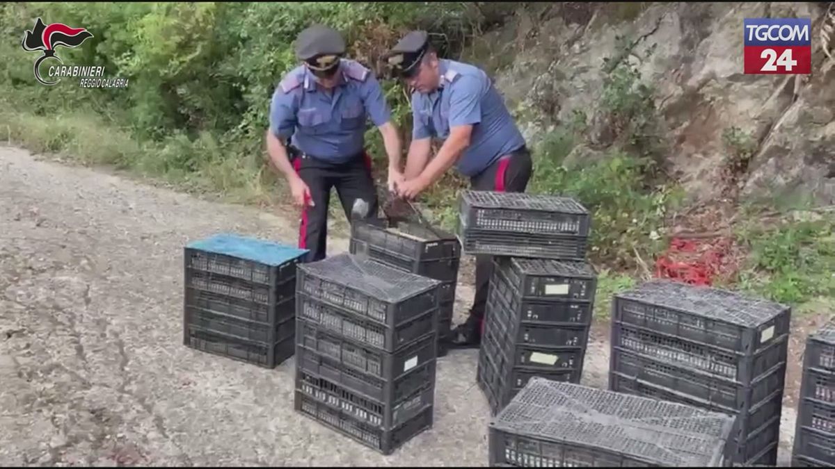 Reggio Calabria, in auto con oltre 2mila uccelli protetti: denunciato