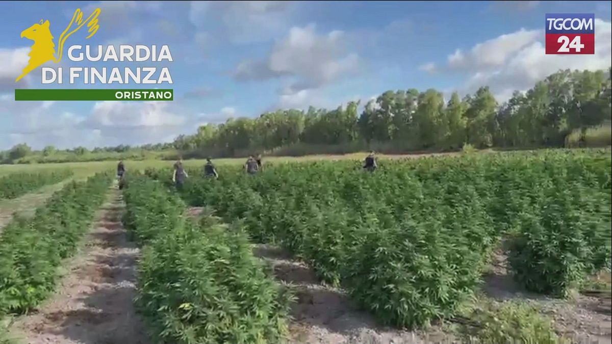 oristano sequestrata maxi piantagione di cannabis